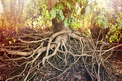 Amazing Chaos Tree Roots