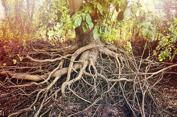 Amazing Chaos Tree Roots stock photo