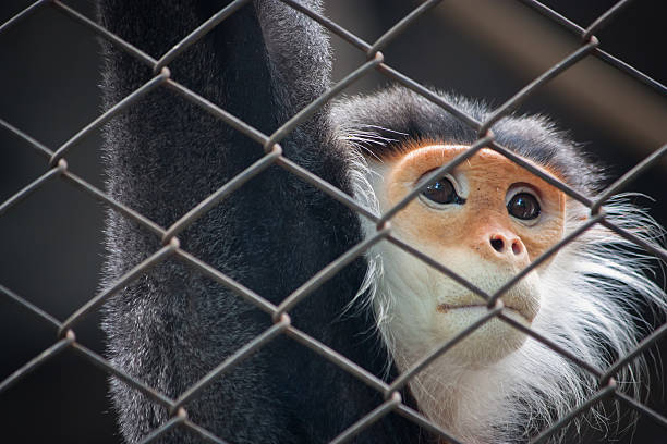 istock Red-shanked douc langur in the cage 486516534