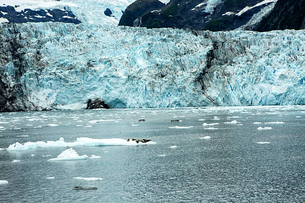 Glacier z fok na lodowej – zdjęcie