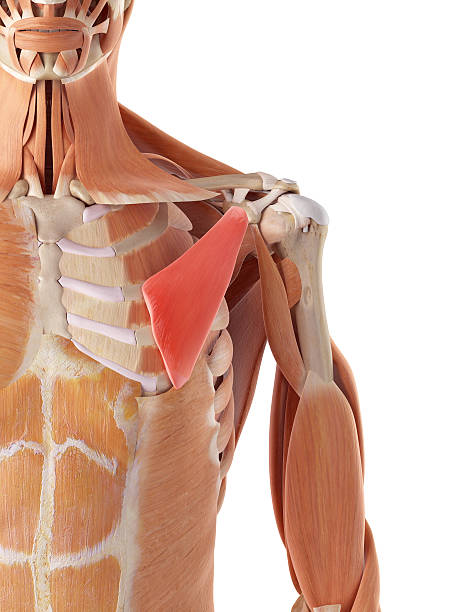 istock the pectoralis minor 486518274