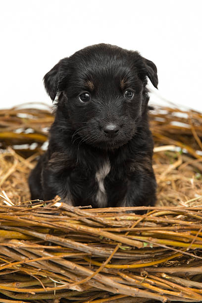 istock Cute little black puppy in straw nest 486521440