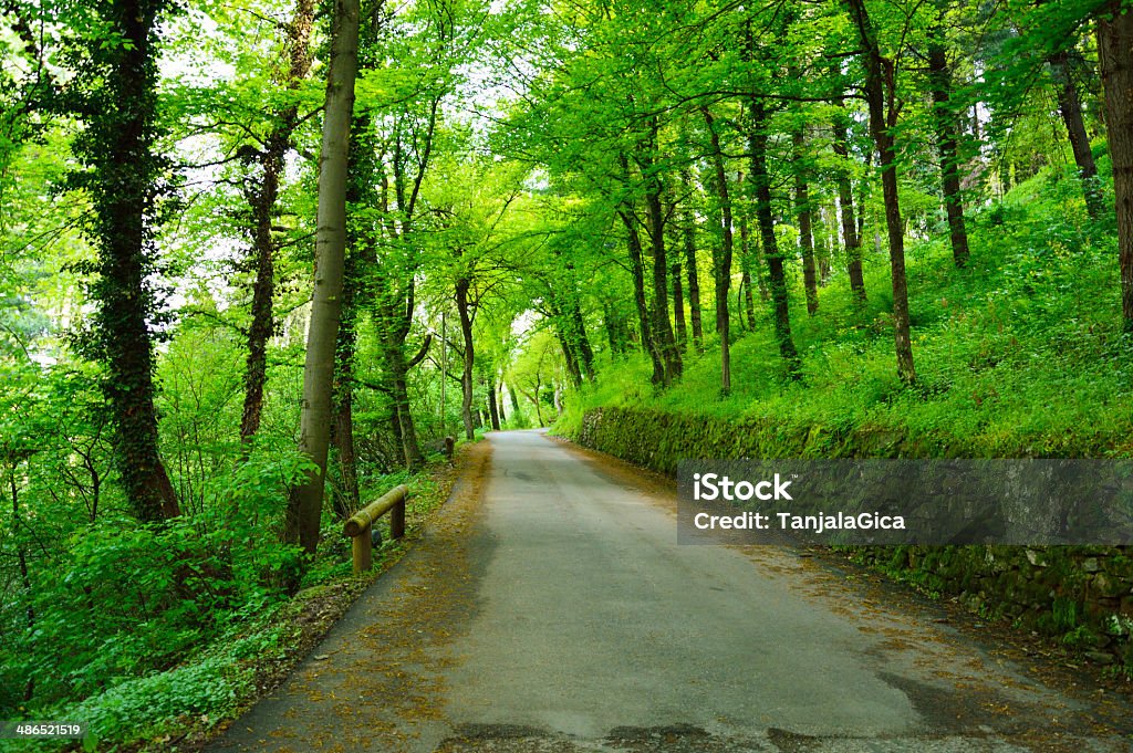 Forest Road Forest Road in Trento, Italy Asphalt Stock Photo