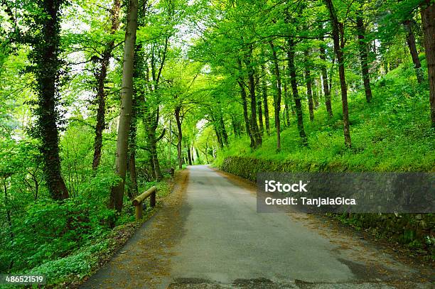 Forest Road Stock Photo - Download Image Now - Asphalt, Blue, Canopy