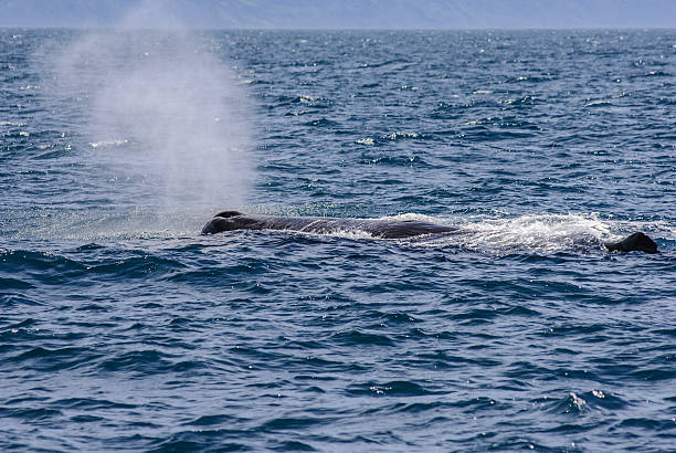 istock Whale spouting at Kaikoura New Zealand 486521853