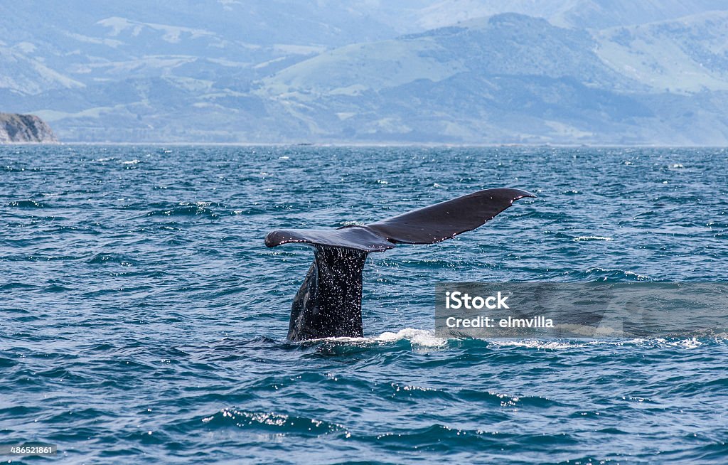 Baleia mergulho no Kaikoura Nova Zelândia - Foto de stock de Kaikoura royalty-free