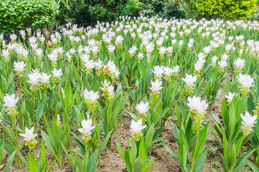 Siam Tulip, the beautiful flower in Thailand