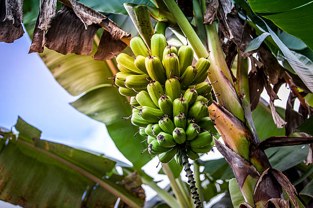 Caribbean Banana Tree stock photo