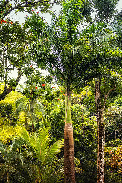 Caribbean Rainforest stock photo