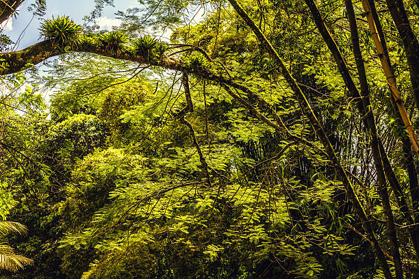 Selva tropical del Caribe. - foto de stock