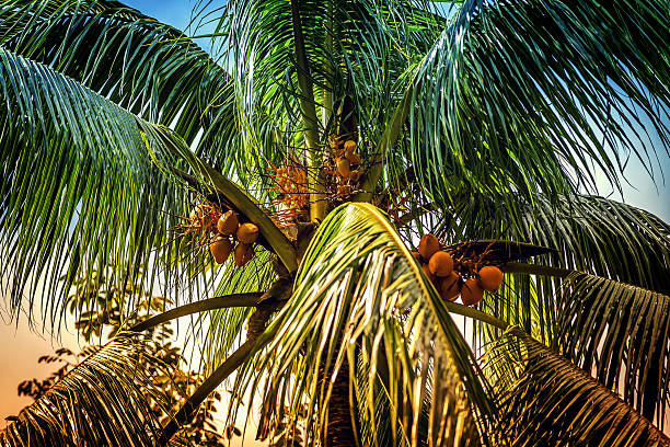 Caribbean Coconut Palm stock photo