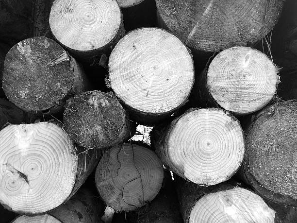 Woodpile From Big Pine. Black and White