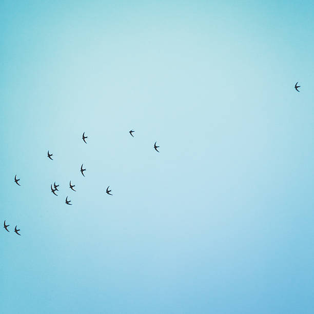 Migratory birds flying