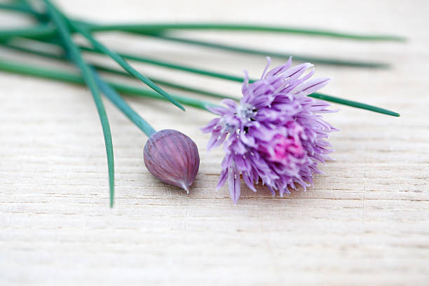Chive Fresh Chives and Blossoms chives allium schoenoprasum purple flowers and leaves stock pictures, royalty-free photos & images