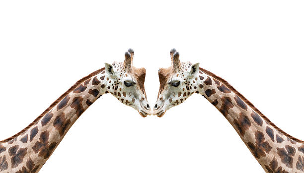 Head of giraffe over white background stock photo