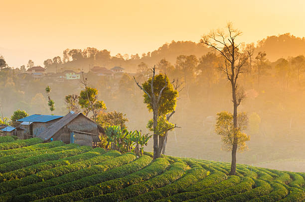 istock Beautiful sunshine at misty morning mountains . 486523080