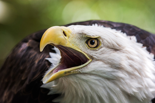 Close up of a bald eagle calling.