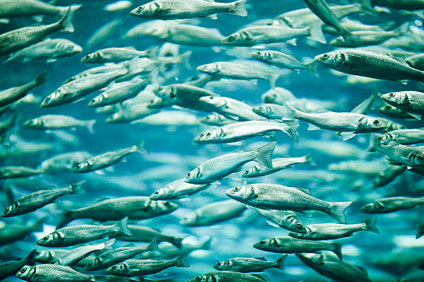 Mackerel Many mackerel fish, underwater view salmon underwater stock pictures, royalty-free photos & images