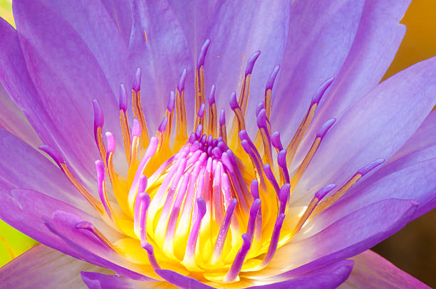 istock Close-up purple water lily 486523435