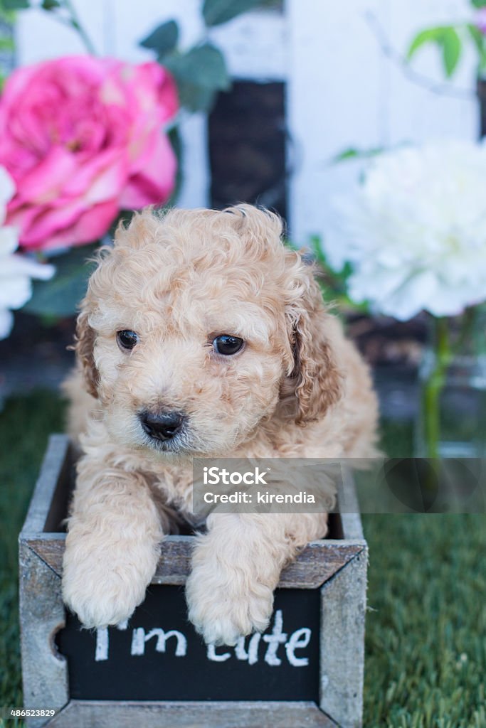 Cockapoo puppy in a box I am cute 1 Love dog rescue CA Animal Stock Photo