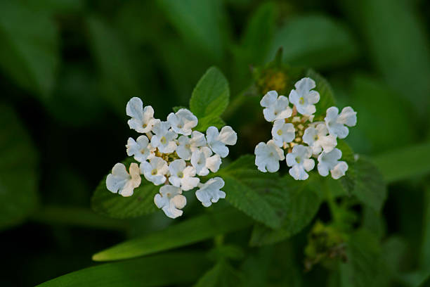 White lantana, Wild Sage, Button sage, Lantana involucrata