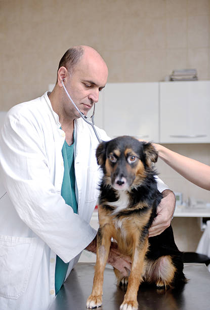 istock veterinarian and assistant in a small animal clinic 486523847