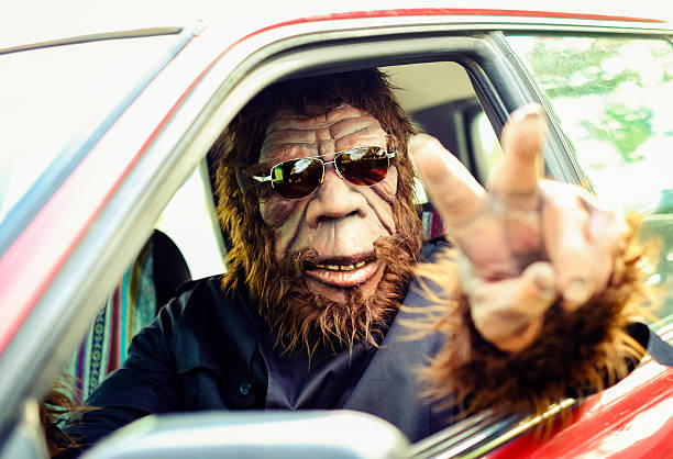 Sasquatch Road Trip A Sasquatch Bigfoot gorilla type character driving a small car. Processed with a retro/vintage look. Suit is custom made with property release from creator. hairy photos stock pictures, royalty-free photos & images