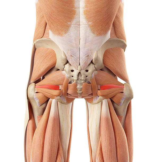 the superior gemellus medically accurate illustration of the superior gemellus pelvis stock pictures, royalty-free photos & images