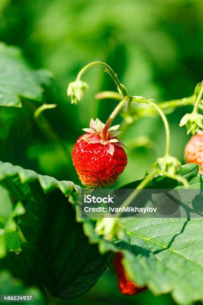 Strawberries On Branch Stock Photo - Download Image Now - Agriculture, Berry Fruit, Branch - Plant Part