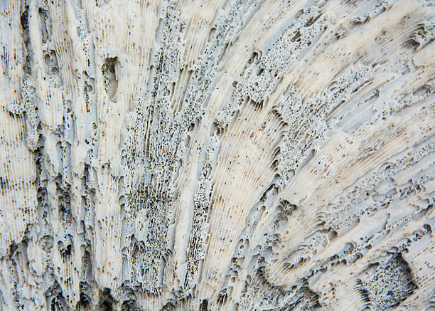 istock TEXTURE SEA CORAL IN WHITE AND BLACK POINTS 486524994