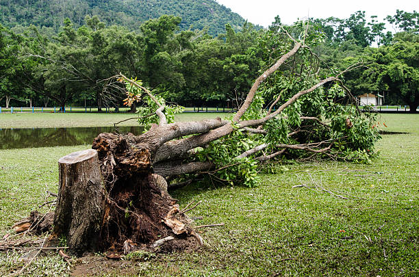 istock After cyclone Ita, 2014 Cairns 486525179