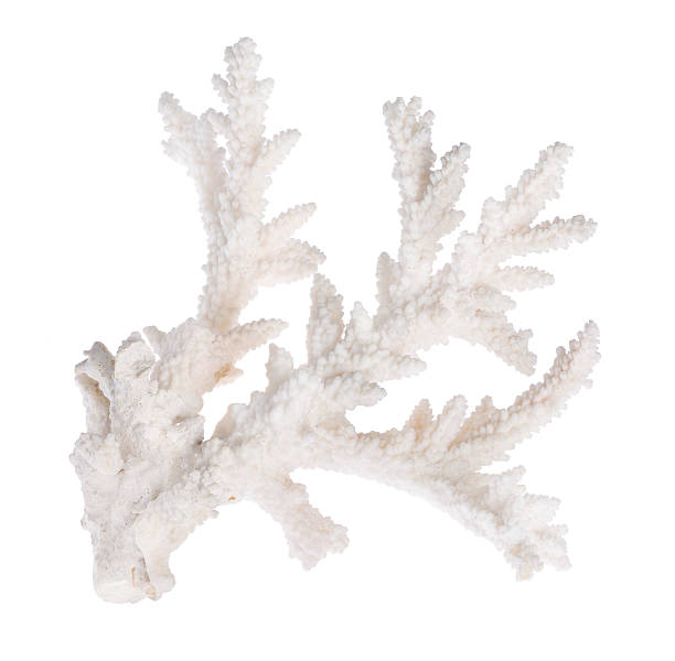 istock white color isolated coral branch 486525334