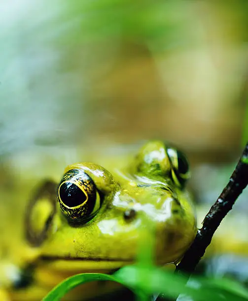 A large wood frog sits at the surface of a small pond, it's nose resting on a small twig.