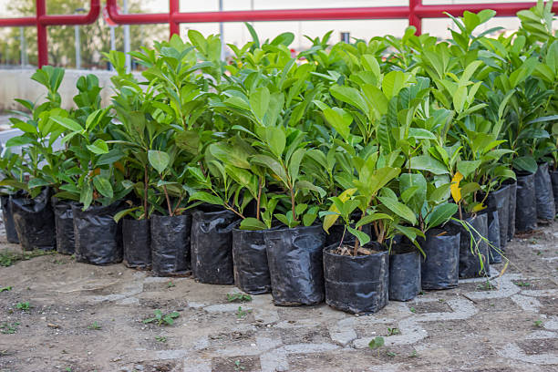 istock New plants ready for planting 2 486525789