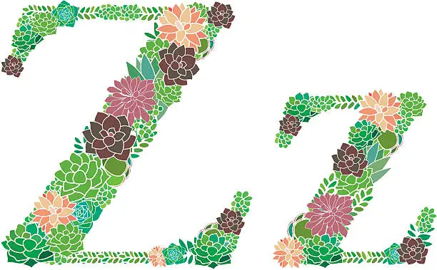 Vector illustration of Succulent letter Z and z