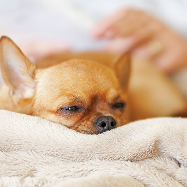 istock Sleeping red chihuahua dog on beige background. 486526047
