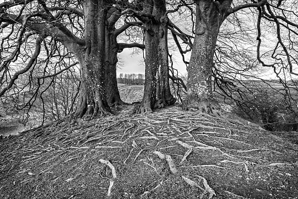 istock Tolkien's trees at Avebury, England 486526626