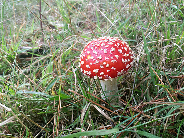 Rosso e bianco a Rospo feci - foto stock