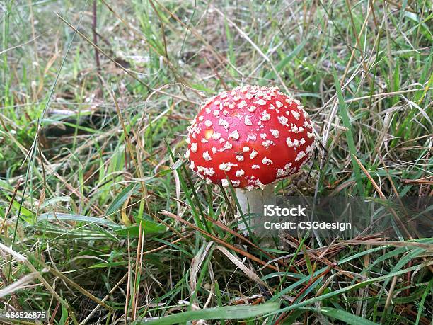 Foto de Bufomalhado De Branco Vermelho E Bancos e mais fotos de stock de Apodrecer - Apodrecer, Austrália, Branco