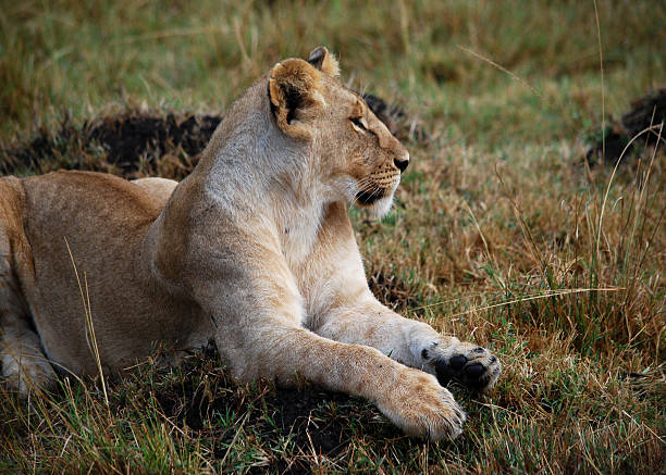 osservare attentamente - lying down jungle cat big cat lioness foto e immagini stock