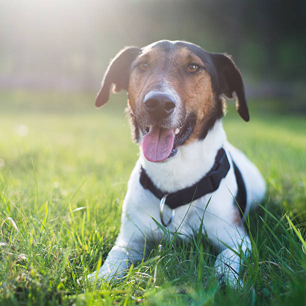 istock Cute dog lying in grass outdoor 486527002
