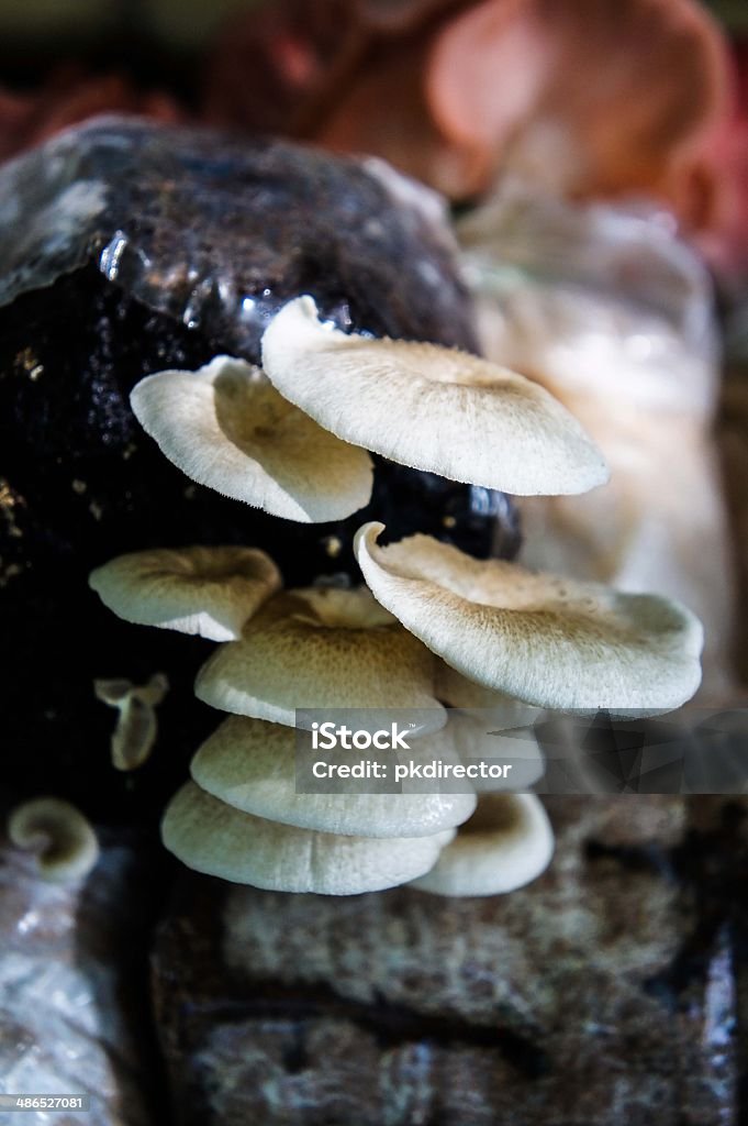 Champignons - Photo de Aliment libre de droits