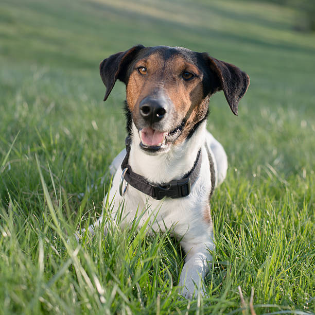 istock Cute dog lying in grass outdoor 486527136
