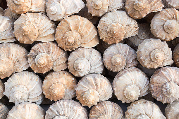 istock Group of rapana shells arranged diagonally 486527213