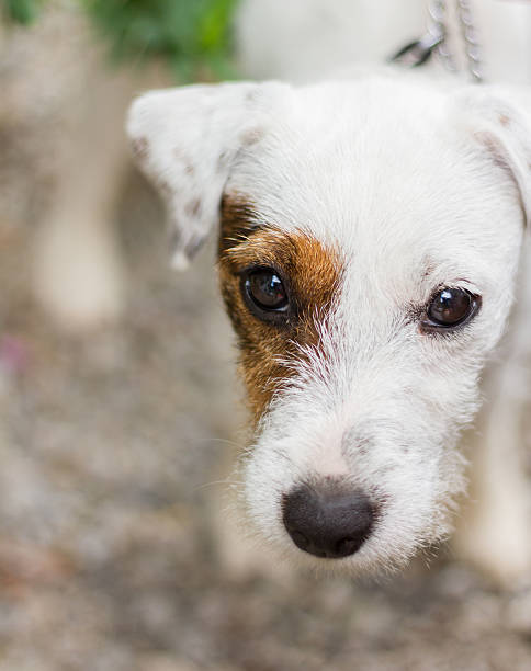 istock Parson Russell Terrier puppy 486527518