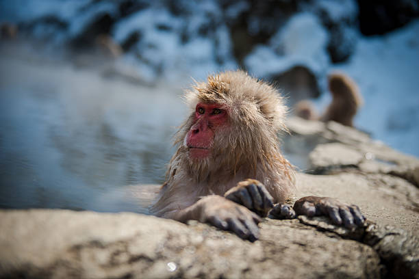 istock Japanese snow monkey in the hot spa,Japan. 486527600
