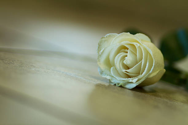 istock fresh white rose and water droplets 486527968