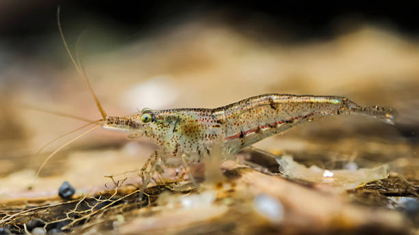 Rainbowshrimp on a leaf scientific name Caridina babaulti crevet stock pictures, royalty-free photos & images