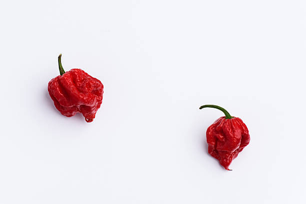 Two Carolina Reaper Hot Chilli Peppers on white stock photo