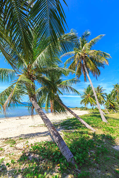istock Beautiful tropical beach with palm trees 486528480